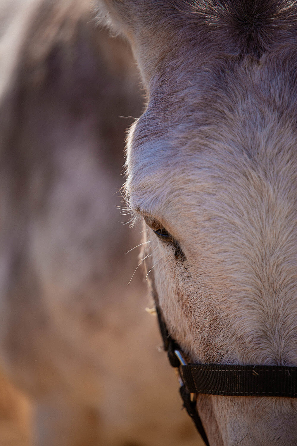 DES_SOURCES_STUDIO_PHOTOGRAPHE_VAR_TOULON_PIGNANS_repportage_metier_écuries_anes_chevaux_pension_des_ducs_