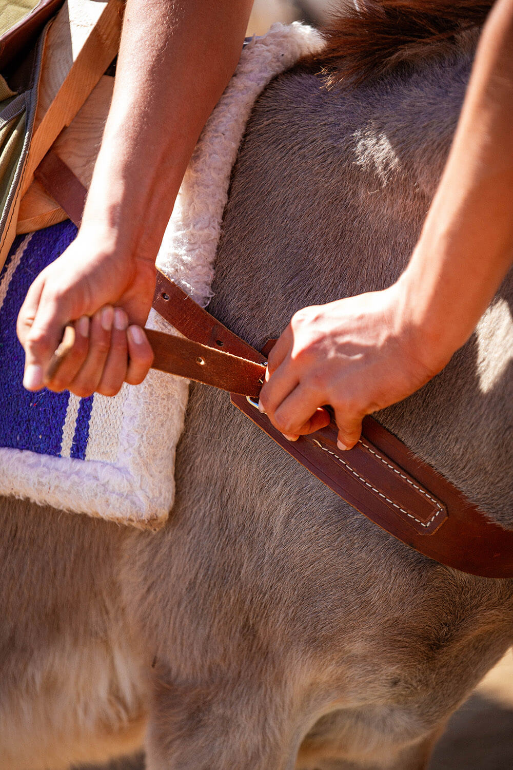 DES_SOURCES_STUDIO_PHOTOGRAPHE_VAR_TOULON_PIGNANS_repportage_metier_écuries_anes_chevaux_pension_des_ducs_1