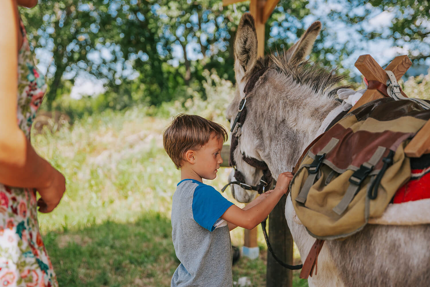 DES_SOURCES_STUDIO_PHOTOGRAPHE_VAR_TOULON_PIGNANS_repportage_metier_écuries_anes_chevaux_pension_des_ducs_7