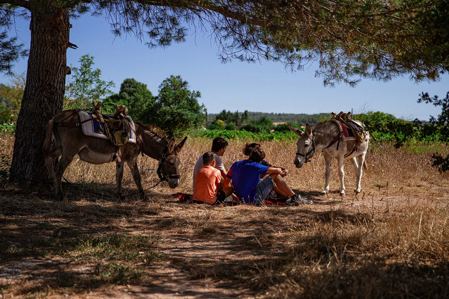 DES_SOURCES_STUDIO_PHOTOGRAPHE_VAR_TOULON_PIGNANS_repportage_metier_écuries_anes_chevaux_pension_des_ducs_8